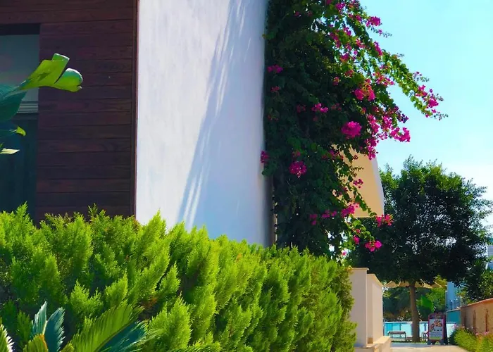 Zest Exclusive & أورتاكنت