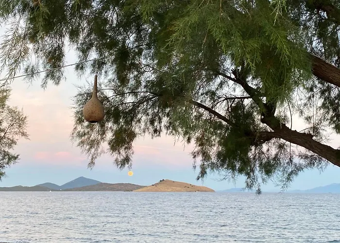 Zest Exclusive & أورتاكنت